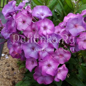 Флокс метельчатый Виола (Егорова В)