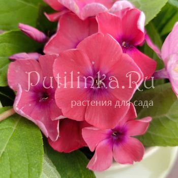 Флокс метельчатый Осенний Вальс (Егорова)