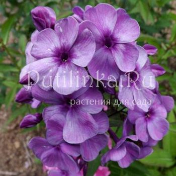 Флокс метельчатый Готика (Егорова В.)