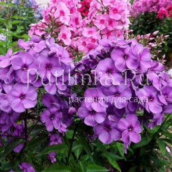 Флокс метельчатый Готика (Егорова В.)