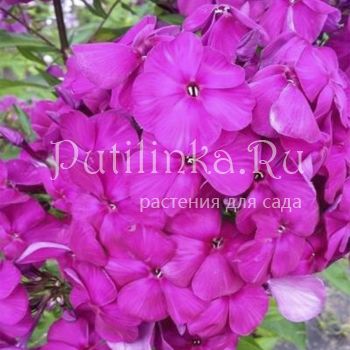 Флокс метельчатый Мавр (Егорова В)