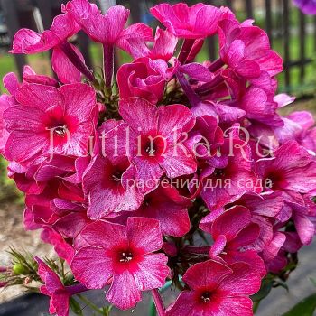 Флокс метельчатый Сапфира (Егорова В)