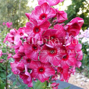 Флокс метельчатый Сапфира (Егорова В)