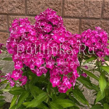 Флокс метельчатый Фонарик (Егорова В)