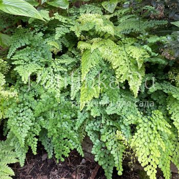 Адиантум венустум (Adiantum venustum)
