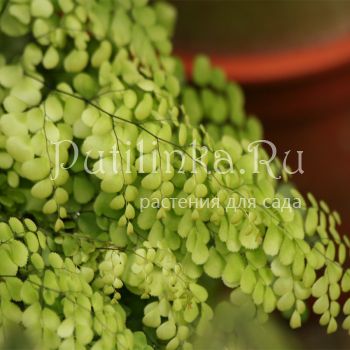 Адиантум венустум (Adiantum venustum)