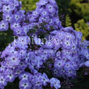 Флокс метельчатый Лазурный берег (Марковский Ю.Б.)