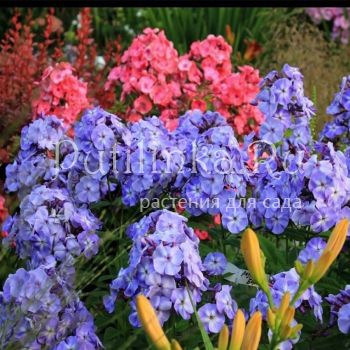 Флокс метельчатый Лазурный берег (Марковский Ю.Б.)