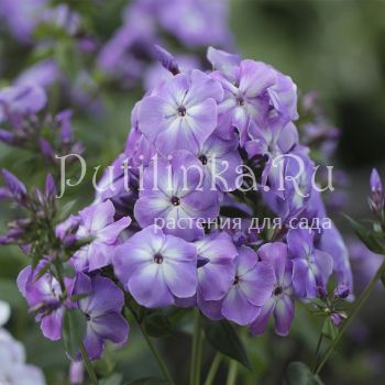 Флокс метельчатый Лазурный берег (Марковский Ю.Б.)