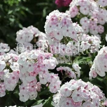 Флокс метельчатый Десерт (Марковский Ю.Б.)