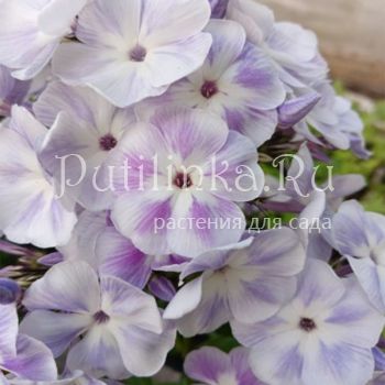 Флокс метельчатый Дежавю (Марковский Ю.Б.)