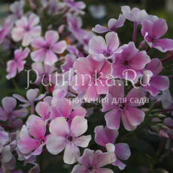 Флокс метельчатый Бал Мотыльков (Марковский Ю.Б.)