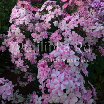 Флокс метельчатый Бал Мотыльков (Марковский Ю.Б.)