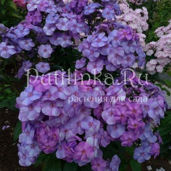 Флокс метельчатый Деним (Марковский Ю.Б.)