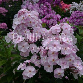 Флокс метельчатый Леди Мэри (Марковский Ю.Б.)