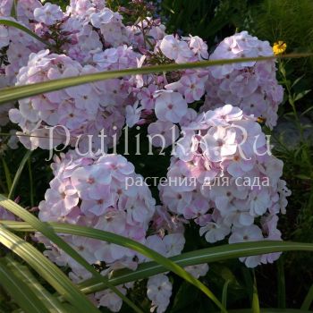 Флокс метельчатый Леди Мэри (Марковский Ю.Б.)