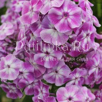 Флокс метельчатый Галлюцинация (Марковский Ю.Б.)