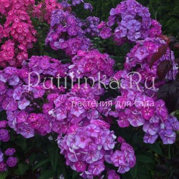 Флокс метельчатый Лукавый Маг (Марковский Ю.Б.)