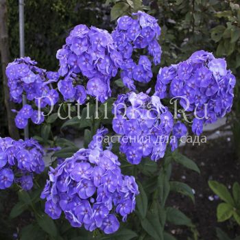 Флокс метельчатый Лукавый Маг (Марковский Ю.Б.)