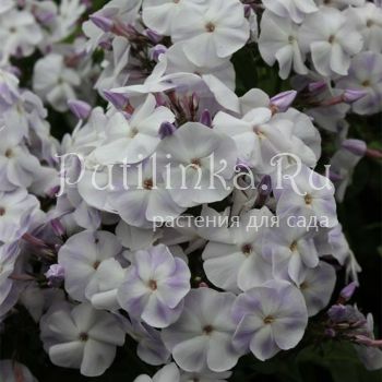 Флокс метельчатый Нюанс (Марковский Ю.Б.)