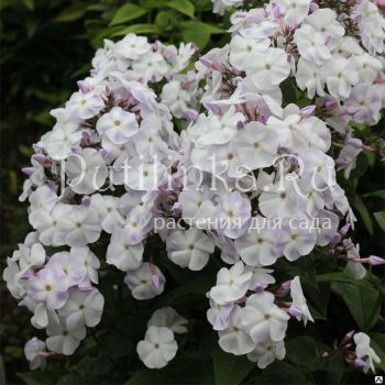 Флокс метельчатый Нюанс (Марковский Ю.Б.)