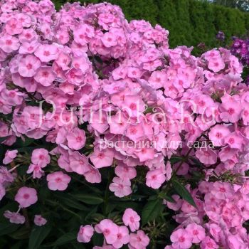 Флокс метельчатый Барби (Марковский Ю.Б.)