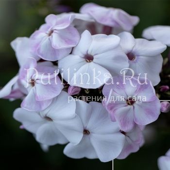 Флокс метельчатый Пигги (Марковский Ю.Б.)