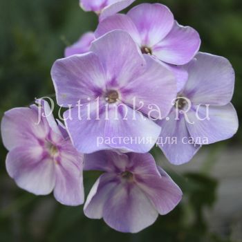 Флокс метельчатый Принц Крови (Марковский Ю.Б.)