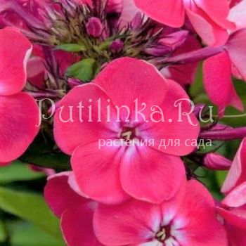 Флокс метельчатый Capri (V.Peglow)