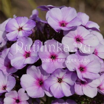 Флокс метельчатый Jeff's Blue (J. Verschoor)