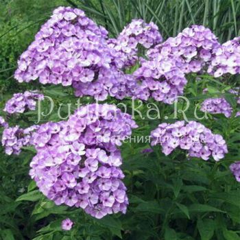 Флокс метельчатый Jeff's Blue (J. Verschoor)