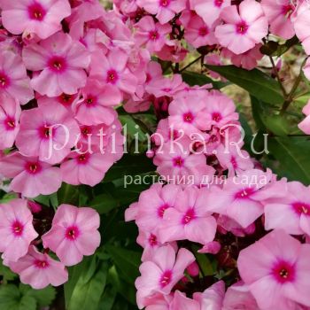 Флокс метельчатый Jeff's Pink (J. Verschoor)