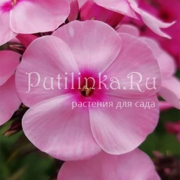 Флокс метельчатый Jeff's Pink (J. Verschoor)