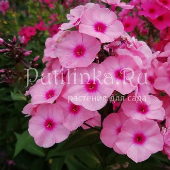 Флокс метельчатый Jeff's Pink (J. Verschoor)