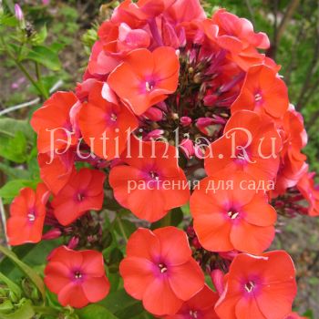 Флокс метельчатый Orange Perfection (A.Schollhammer)