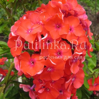 Флокс метельчатый Orange Perfection (A.Schollhammer)