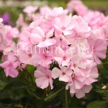 Флокс метельчатый Pinky Hill