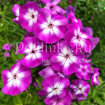 Флокс метельчатый Wenn Schon Denn Schon (К.Foerster)