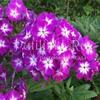 Флокс метельчатый Wenn Schon Denn Schon (К.Foerster)