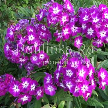 Флокс метельчатый Wenn Schon Denn Schon (К.Foerster)