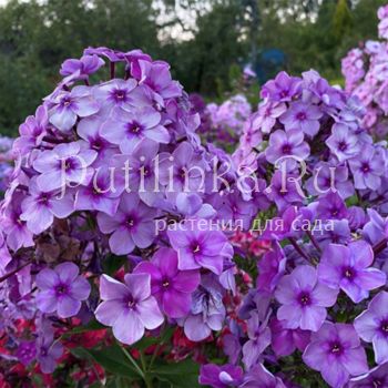 Флокс метельчатый Алхимик (Калугина А.В.)