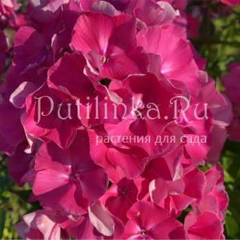 Флокс метельчатый Волнение (Калугиной А.В.)