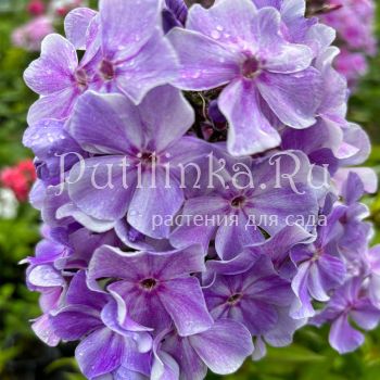 Флокс метельчатый ГВ (Долженко А.)