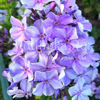 Флокс метельчатый ГВ (Долженко А.)