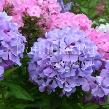 Флокс метельчатый Голубая гортензия (Борисова В.Г)
