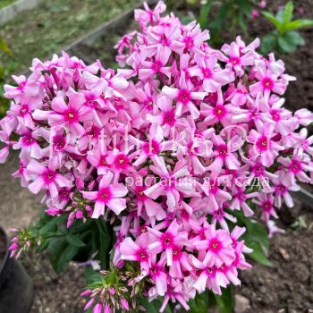 Флокс метельчатый Ерошка (Долженко А)