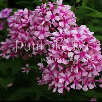 Флокс метельчатый Ерошка (Долженко А)