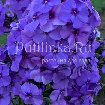 Флокс метельчатый Зов Сердца (Калугина А.В.)