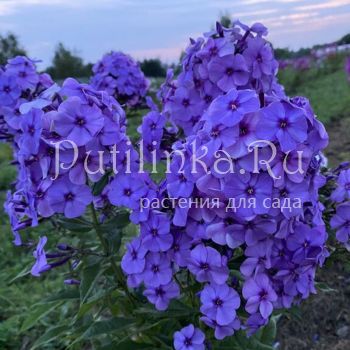 Флокс метельчатый Зов Сердца (Калугина А.В.)