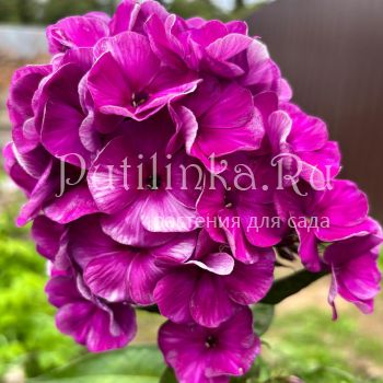 Флокс метельчатый Карнавал (Долженко А.)